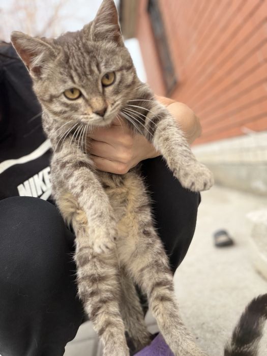 Отдам котенка в добрые руки