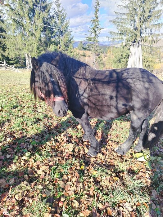 Vând armăsar de 6 ani detalii în privat