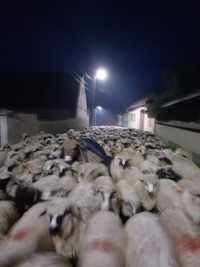Vand 100 de oi turcane