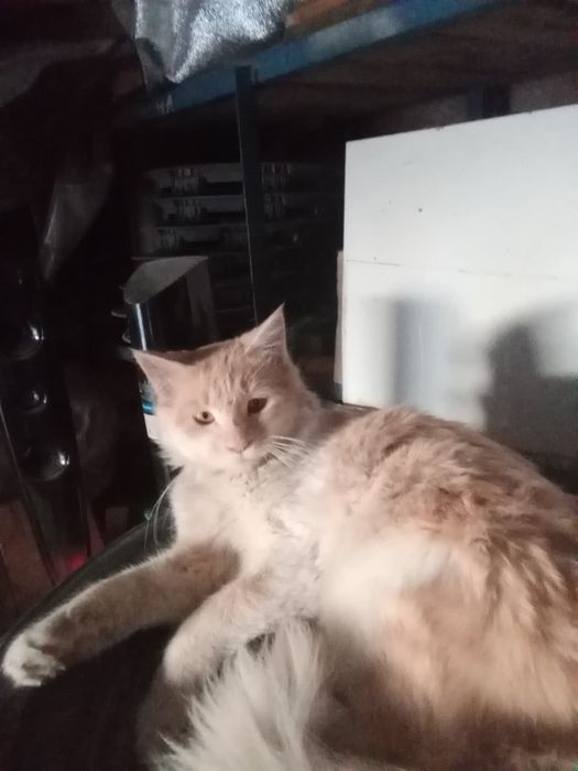 Yaxshi qollarga bereman  qiz , yuragi mexribin odamlar uchun