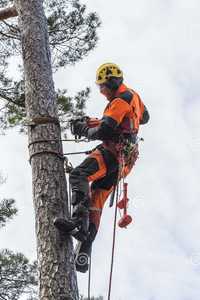 Рязане и кастрене на опасни дървета