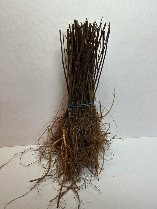 Puieti salcâm disponibil 15000.de bucăți preț 0.50 banii frasin comun