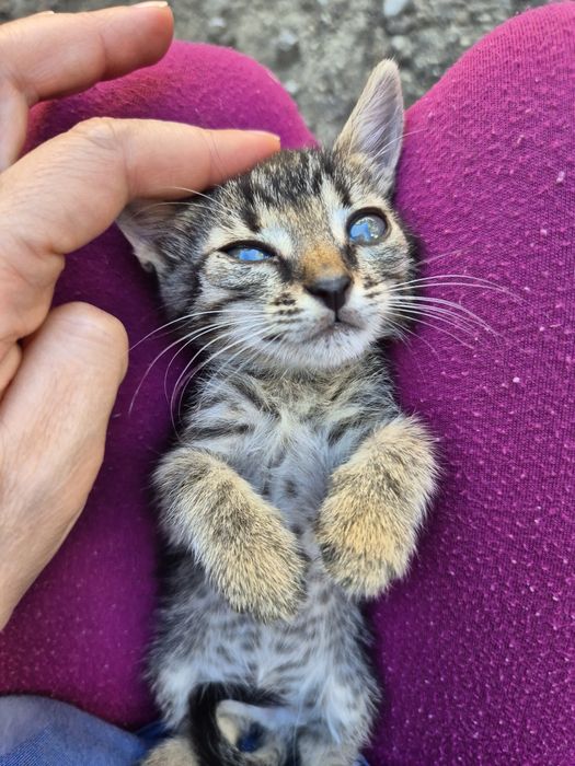 Pisoi pentru adoptie