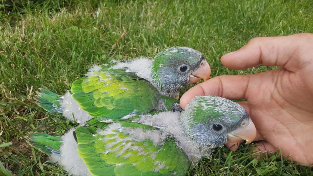 Ръчно хранени Папагали Китайски Александър