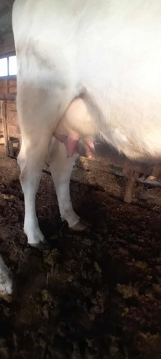Vând vaca cu vitea.