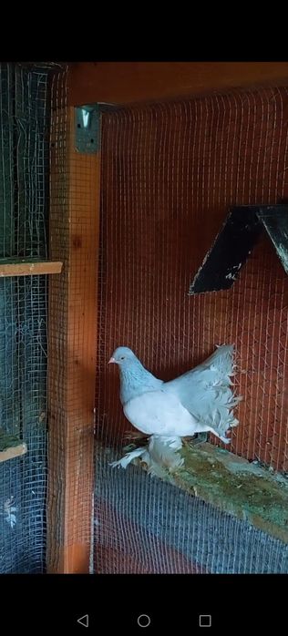 Vând/schimb o pereche de porumbei jucatori rostowi