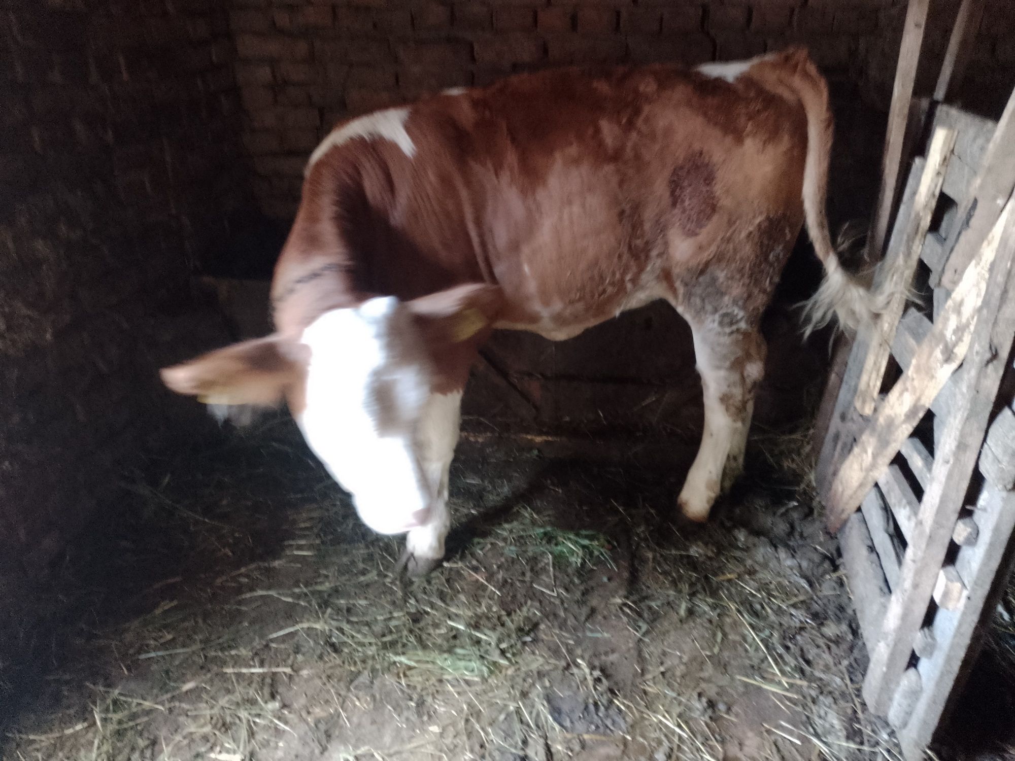 vând vițea bălțată