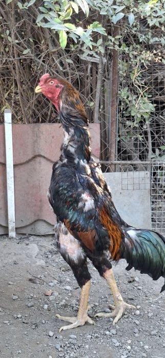Ёшига тўлган хўроз сотилади