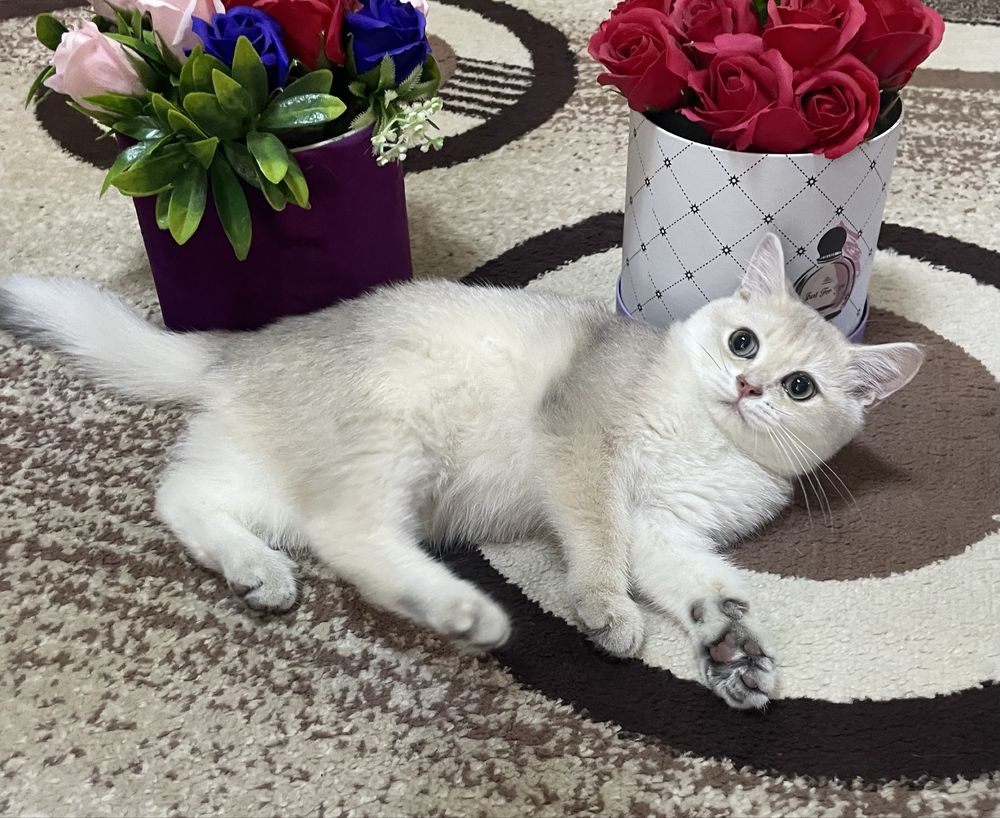 Чистокровные котята золотая шиншилла