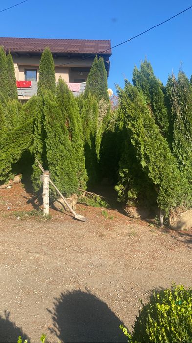 Oferta speciala Tuia smaragd 3m