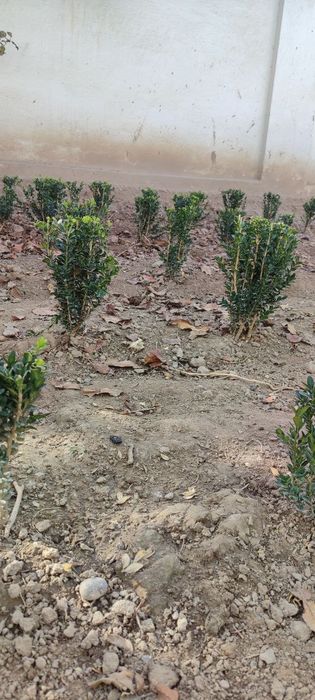 Shamshod kòchat sotiladi