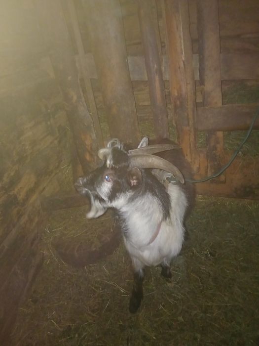 De vanzare țap are 2 ani