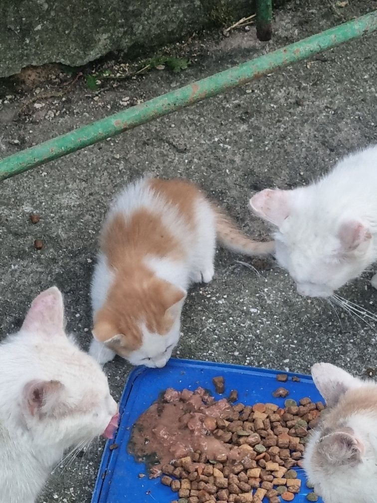Подарявам малки котенца