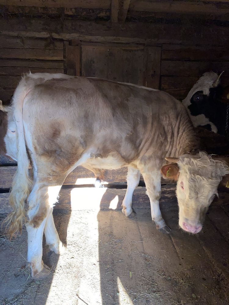 Taur de vânzare ,de montă