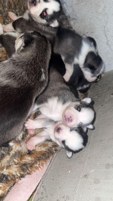 Чистокръвни хъскита