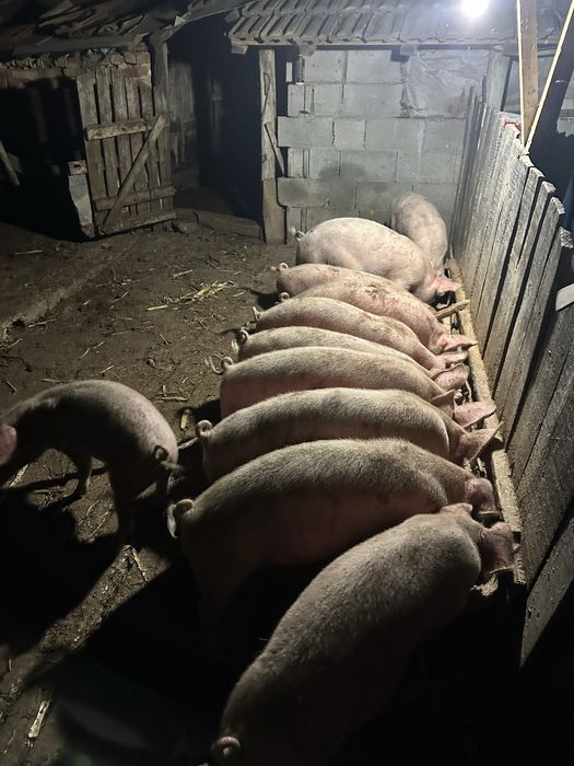 Продавам малки прасенца