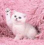 British Shorthair cu pedigree