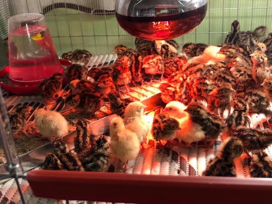 Prepelite oua pui custi maternități capcane