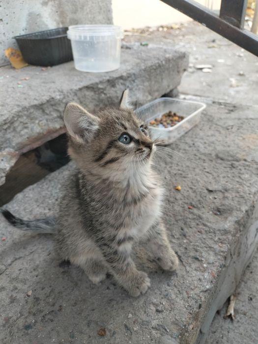 Ищем добрые сердца для маленьких котят