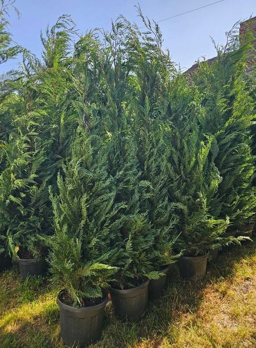 Plante ornamentale gard viu din leylandi