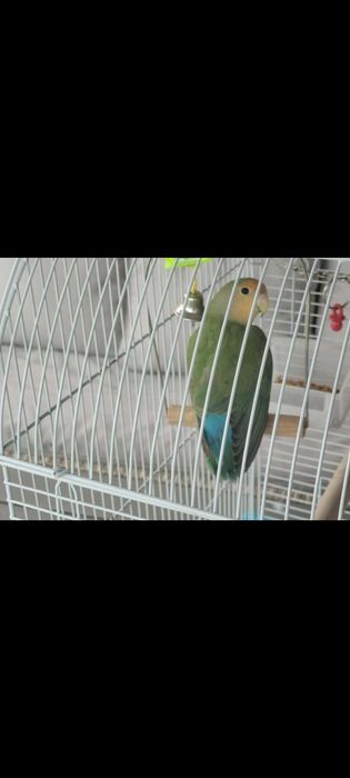 Papagal amorez/agapornis