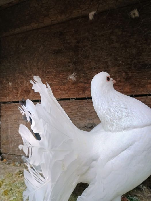 Vând porumbei  frumosi