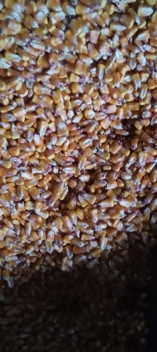 Grăunte de vânzare,Harmanestii Vechi