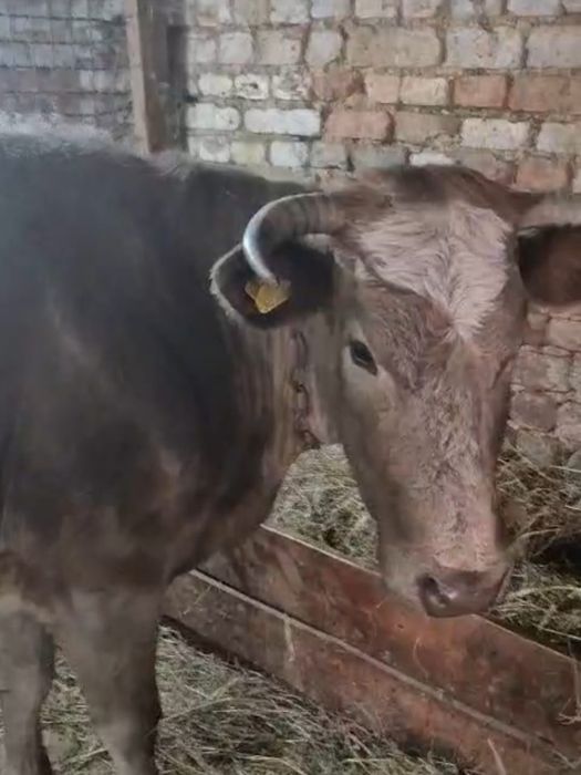 Продам коровы 4 головы стельные