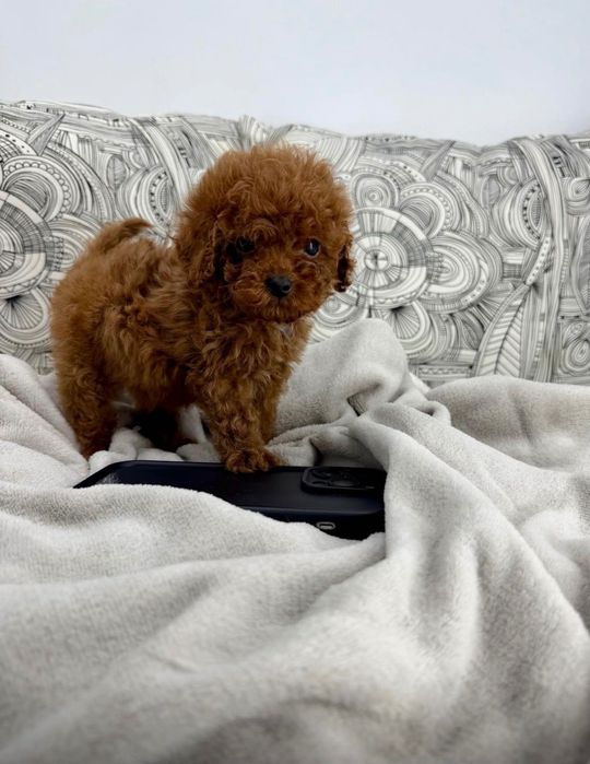 Той Пуделчета/ Toy Poodle