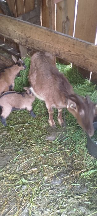 Vând capră cu 2 iezi la prima fătare