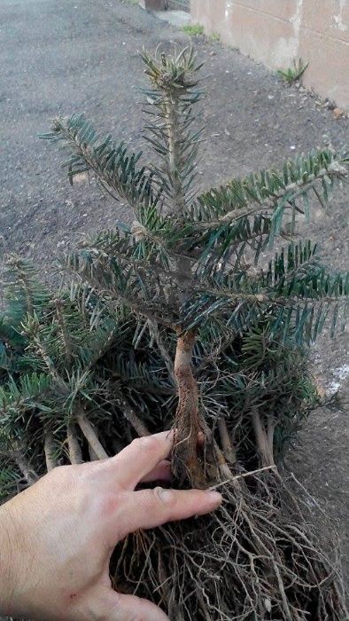 Puieti ornamentali de brad normandian,la super pret!