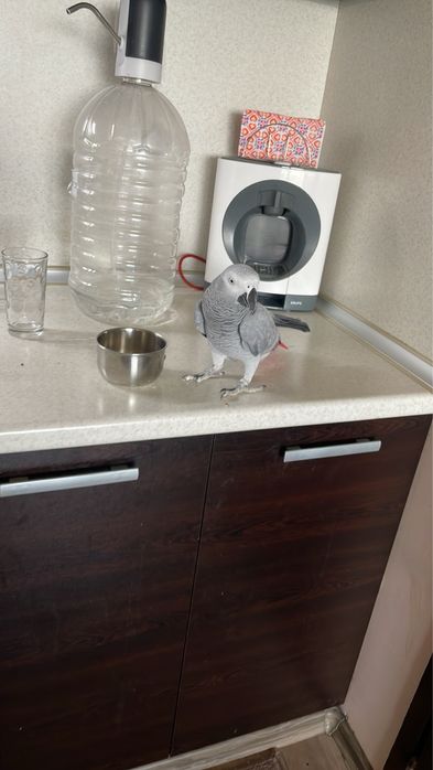 Папагал кралско Жако