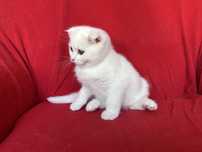 Scottish Fold - baietel, deține Pedigree