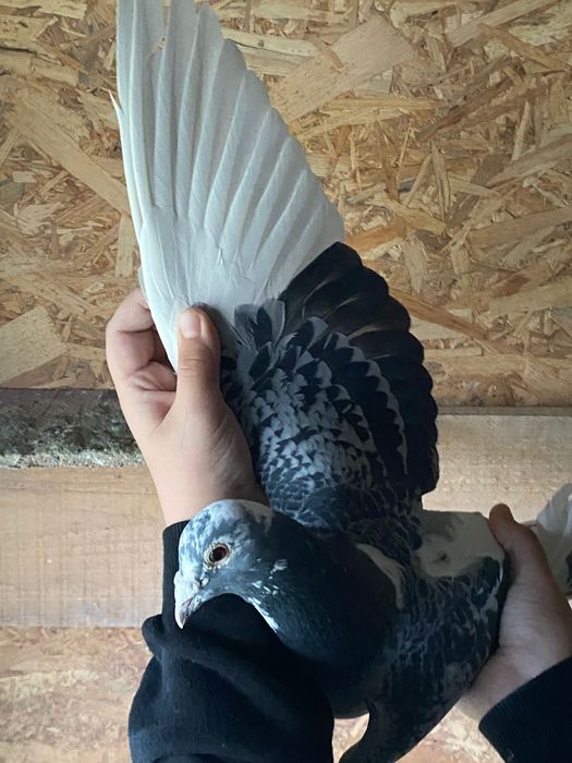 Vând porumbei voiajori cu zboruri porumbei sunt de fond!  M.2022 f2019