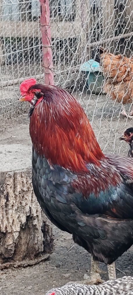 Vând oua proaspete de găini de rasa Araucana pentru  incubat