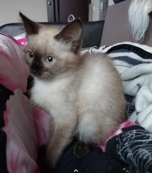 Отдам сладкую булочку в добрейшие, терпеливые ручки