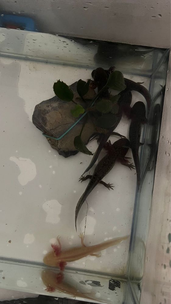 Pui de axolotl de vânzare – sănătoși, activi și bine îngrijiți