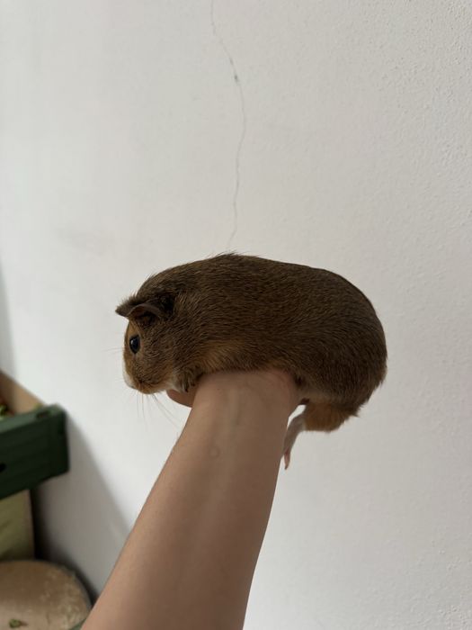 Donez porcusori de guinea