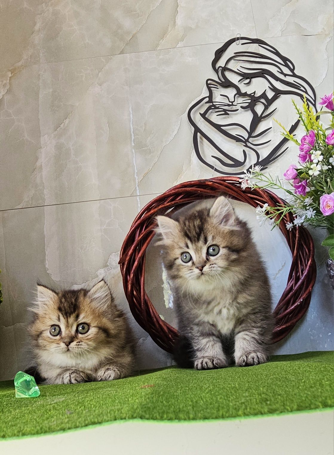 Дългокосмести златни котенца