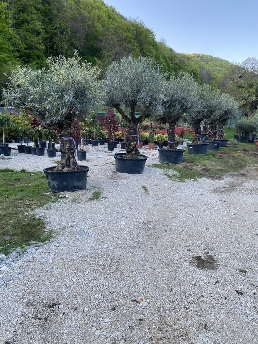 Vindem plante cu transport si plantat