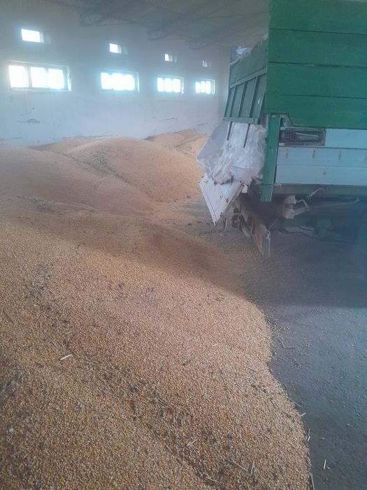 Grăunțe de vanzare