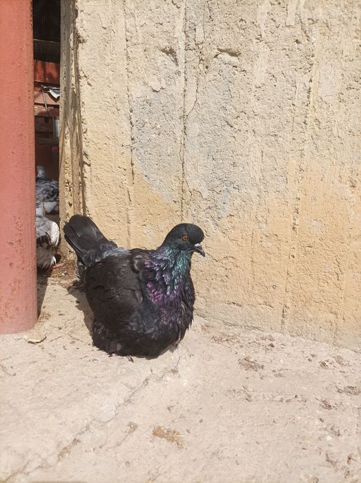 Porumbei mondaini francezi