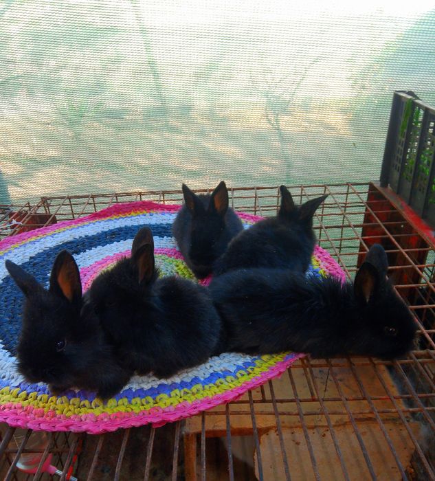 Karlik baran quyon bollar