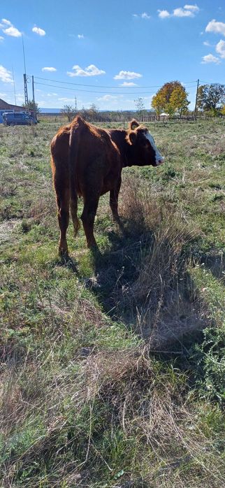 Vaca de vanzare..