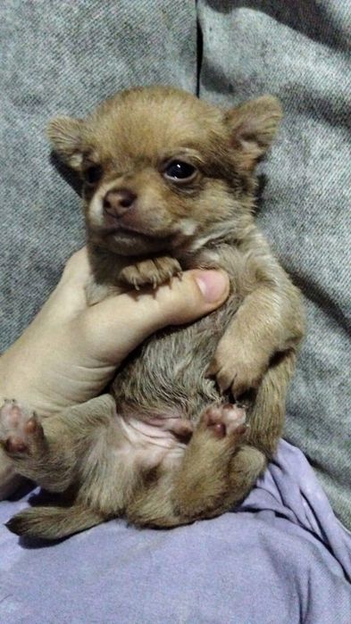 Продам щенков чихуахуа помесь