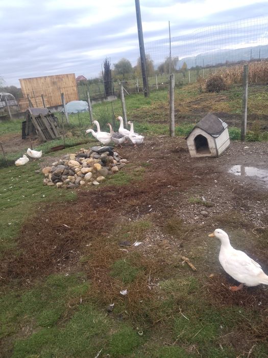 Vând rațe și gâște