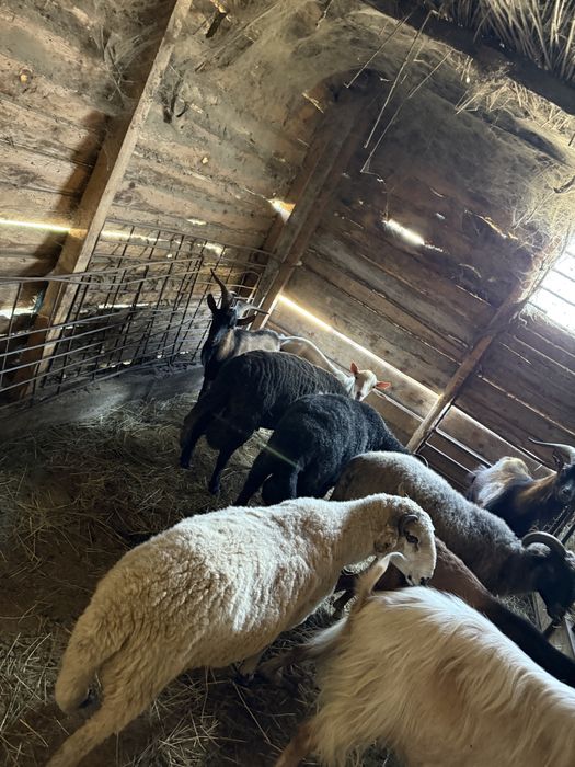 Iezi si berbecuti de vanzare