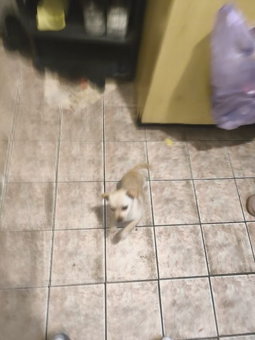 Продавам кученце