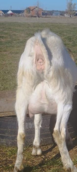 Vând capre  și un țap