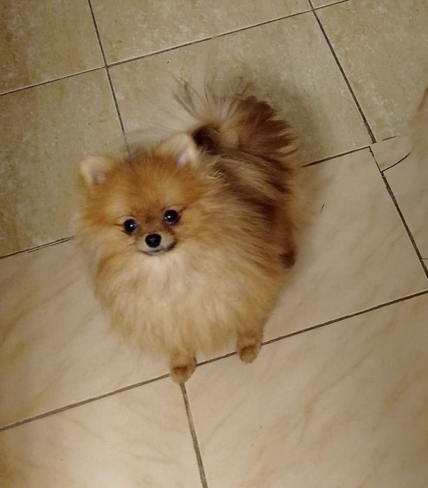 Померанский шпиц